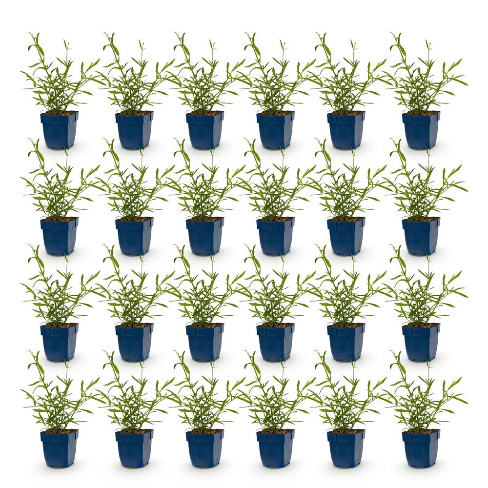 Verveine de buenos aires 'lollipop' - lot de 24 - pot 11 cm - hauteur 25 cm - plante d'extérieur