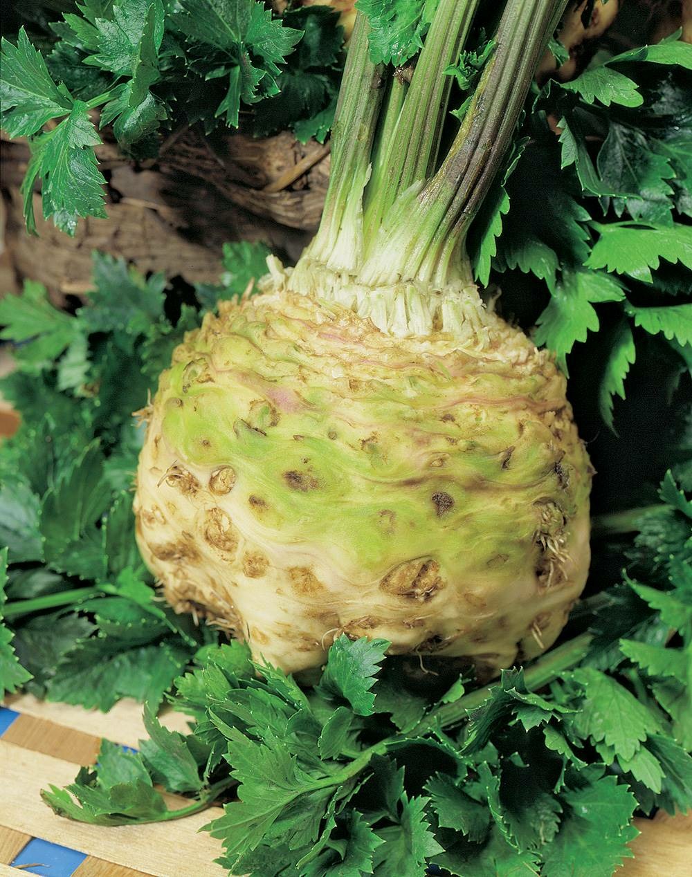 Celeri rave giant de prague - 1 g