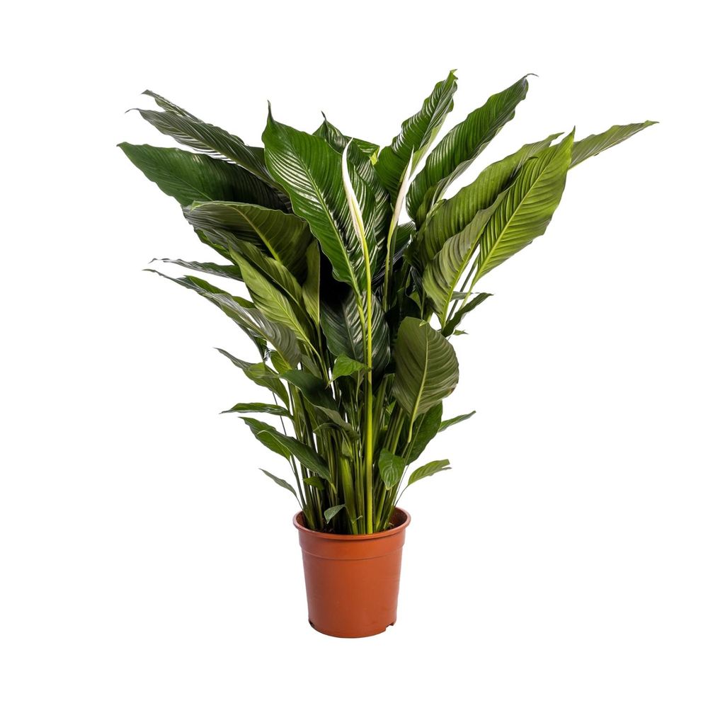 Spathiphyllum sweet sebastiano - ø24cm - ↕110cm - plantes d'intérieur