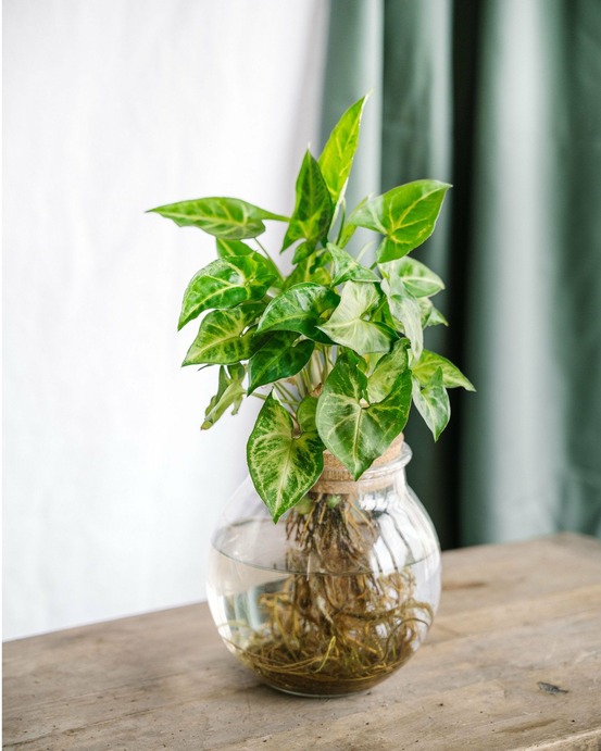 Syngonium pixie en hydroculture 30cm - plante d'intérieur