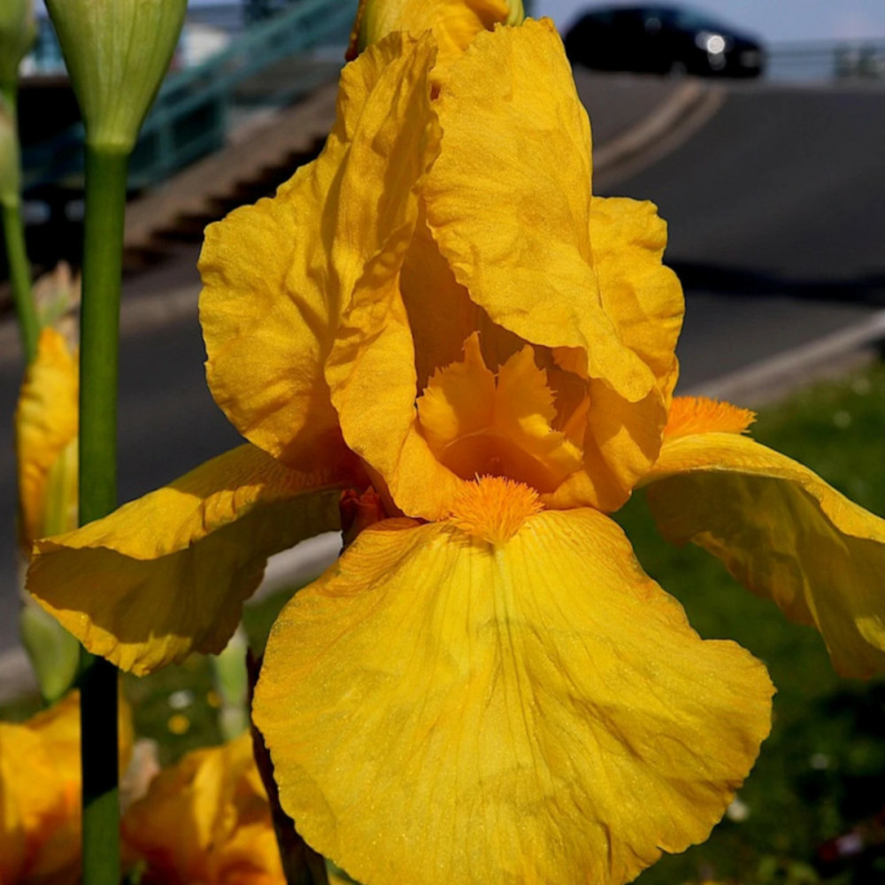 Iris des jardins tangerine sky pot de 1 litre
