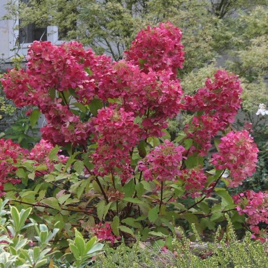 Hortensia paniculata diamant rouge® 'rendia', hydrangea paniculata godet - 5/20 cm