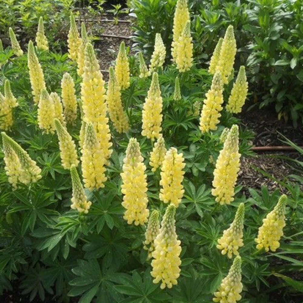 6 x lupin 'chandelier' - lupinus 'chandelier' - godet 9cm x 9cm