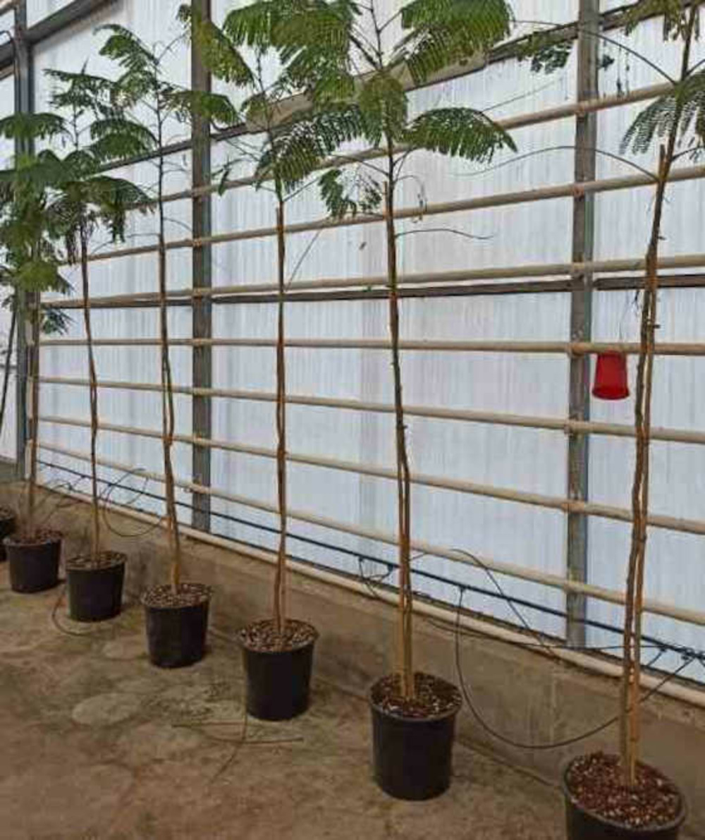 Delonix regia (flamboyant) pot de 25l -200cm