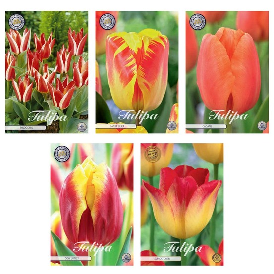 Mélange tulipes triumph - 44 bulbes