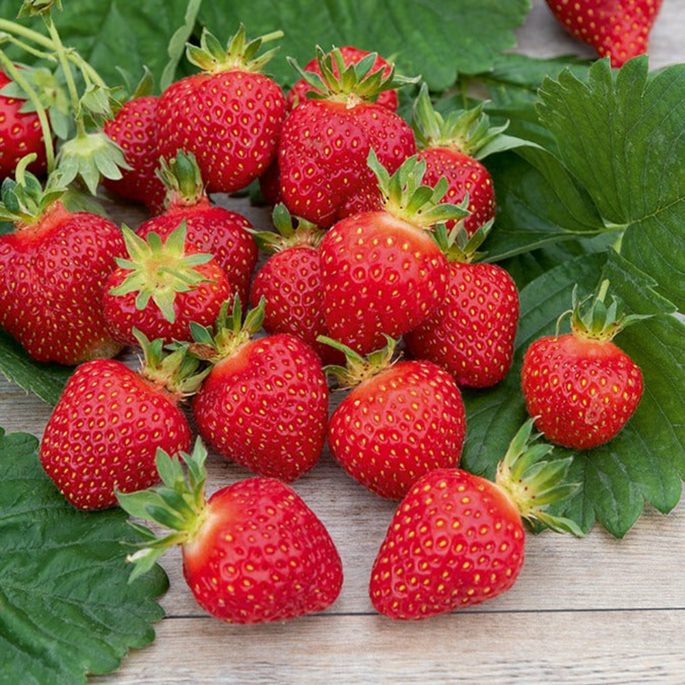 Fraisier rubis des jardins - le paquet de 5 en racines nues, vendu par lot de 4