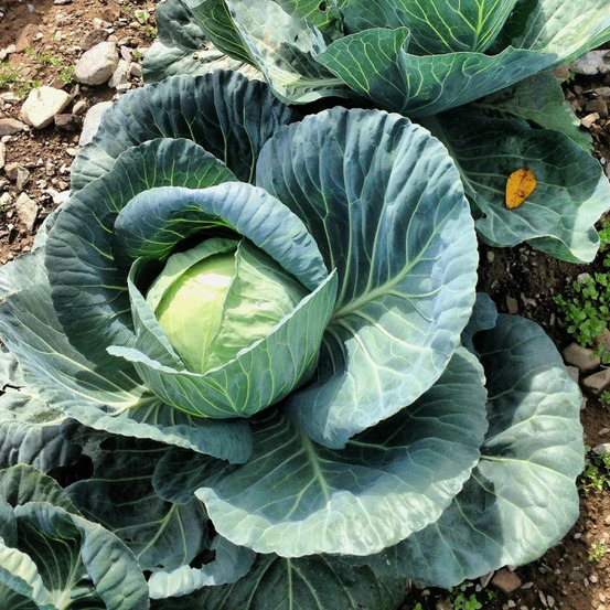 Plants de chou cabus mozart hf1 barquette de 6 mottes