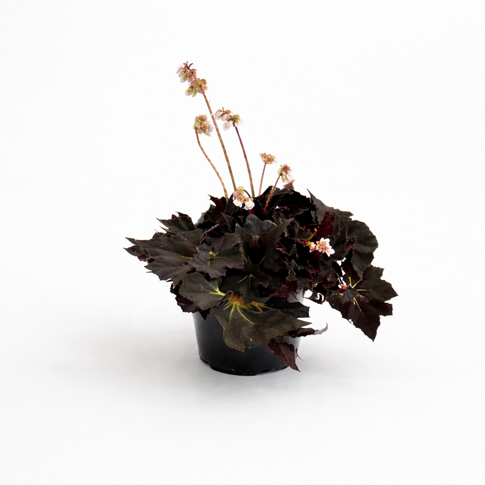 Begonia black fang d. 14cm h. 35cm - plante d'intérieur