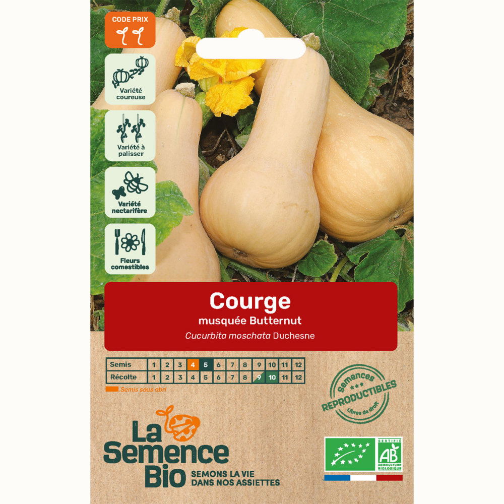 Courge musquée butternut - graines bio