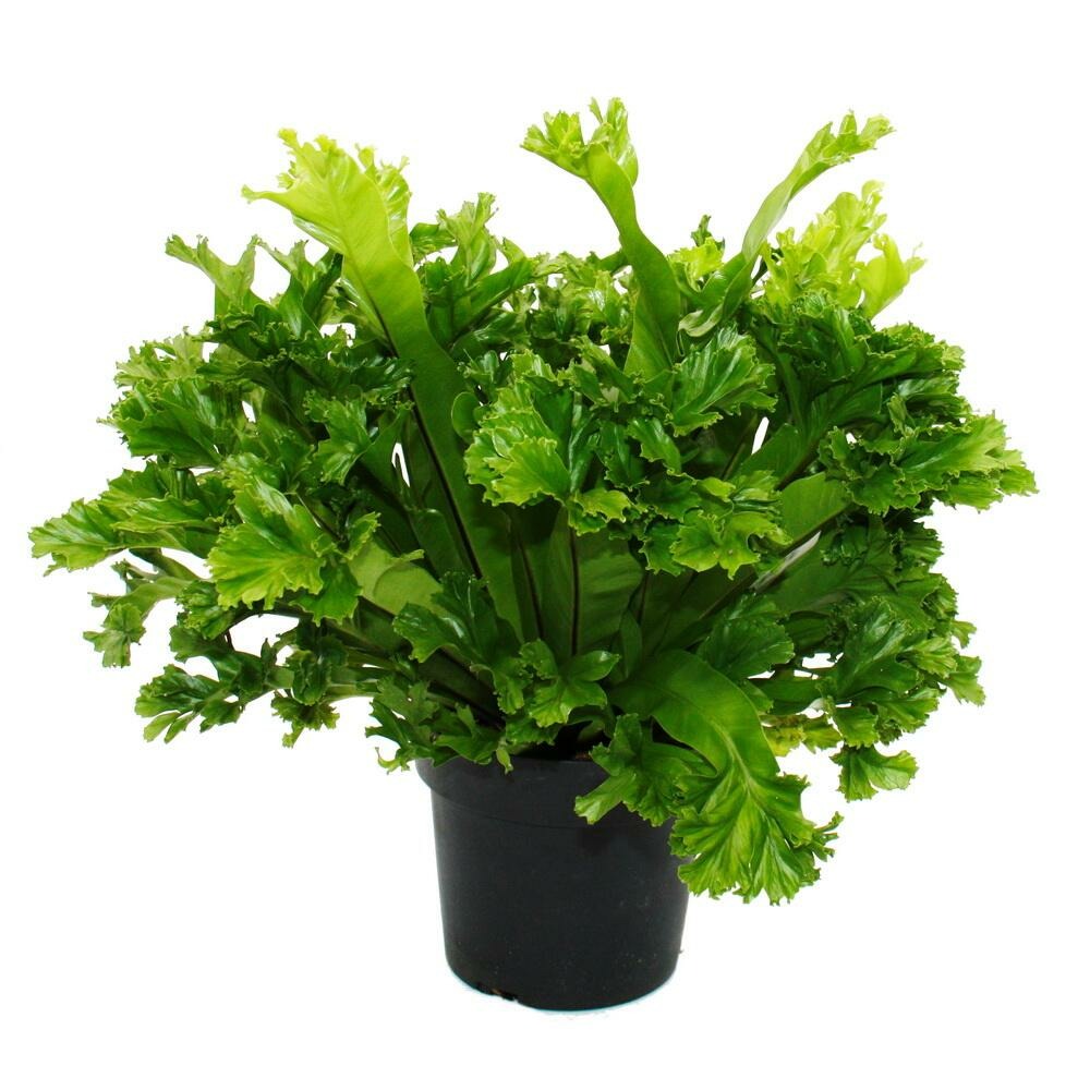 Asplenium antiquum leslie variétés spéciales de fougères pour la chambre fougère nid pot de 17cm hauteur environ 30-40cm