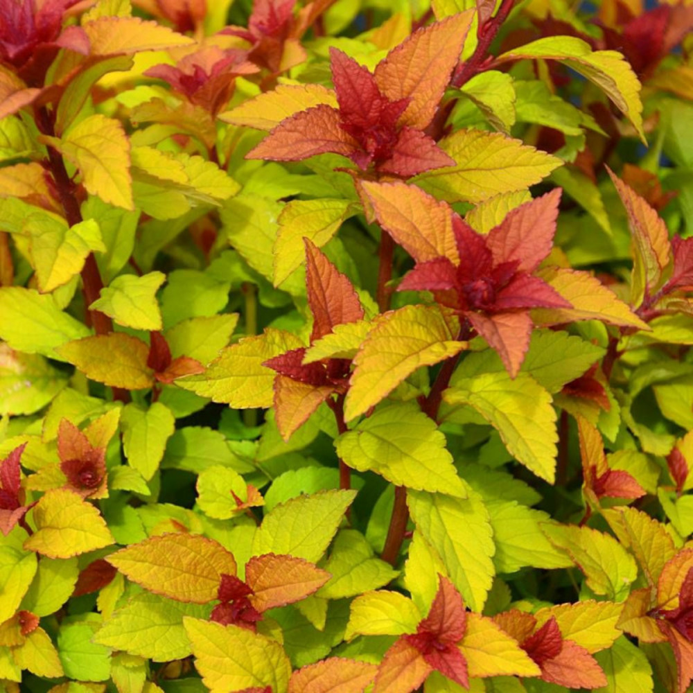 Spirée du japon merlo® star 'davcpo01', spiraea pot de 1,5l - 20/50 cm