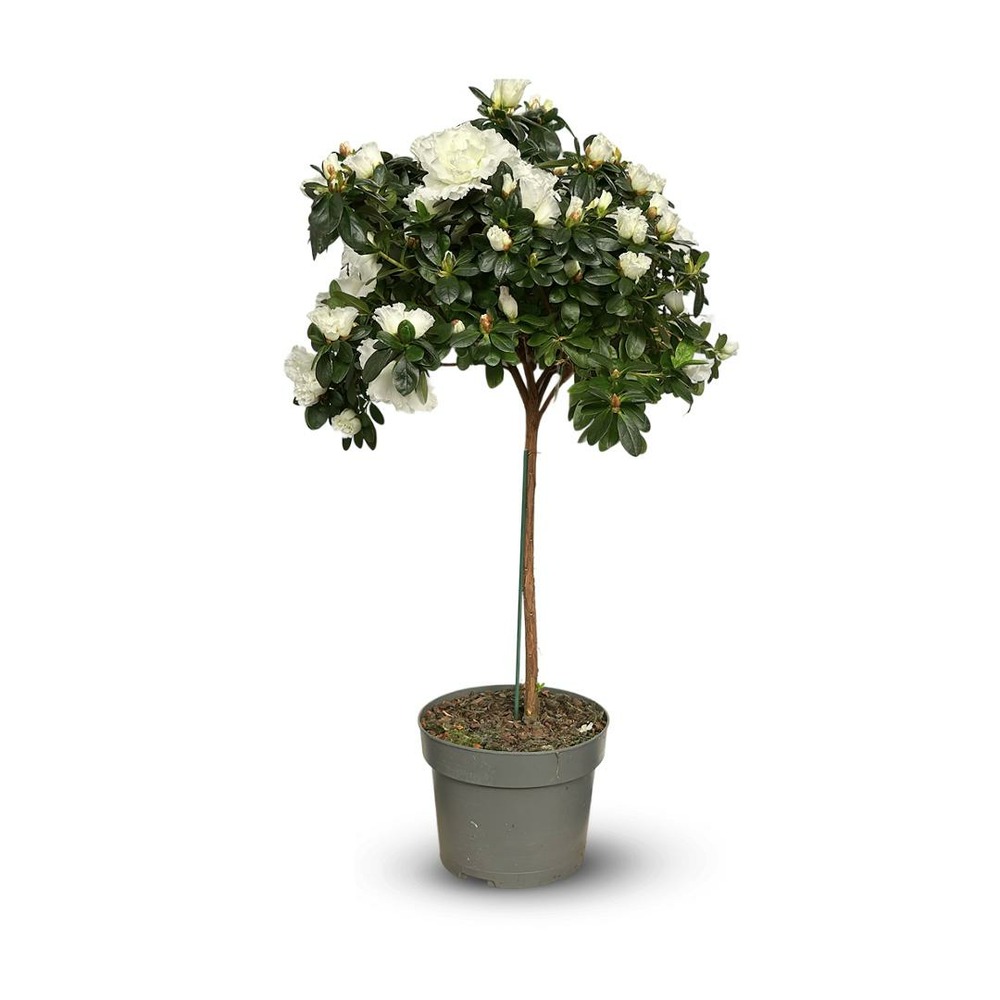 Azalée indica tige - plante d'intérieur - ↕ 70-80 cm - ⌀ 19 cm - fleur blanche