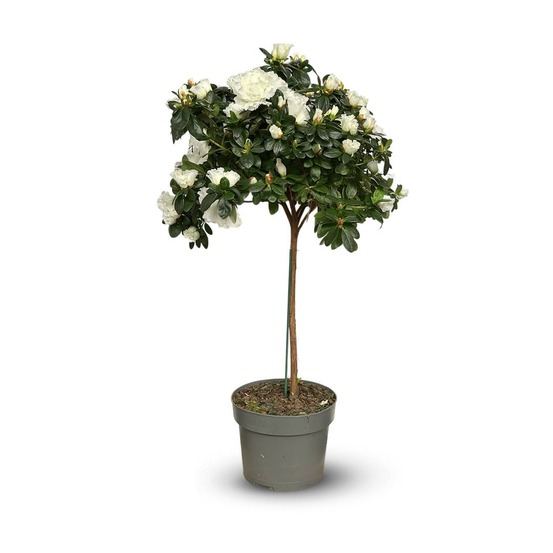 Azalée indica tige - plante d'intérieur - ↕ 70-80 cm - ⌀ 19 cm - fleur blanche