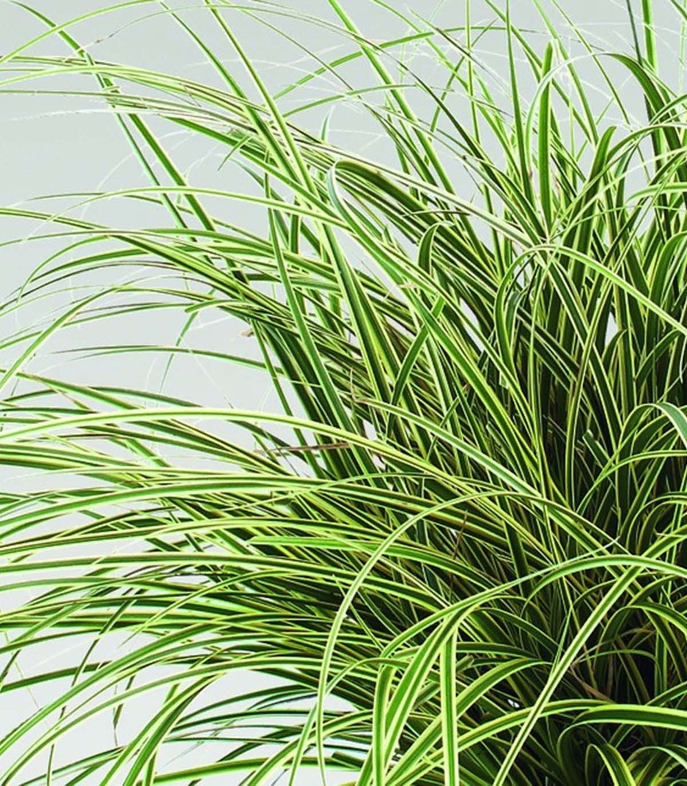 Laîche 'jenneke' pot de 2l/3l