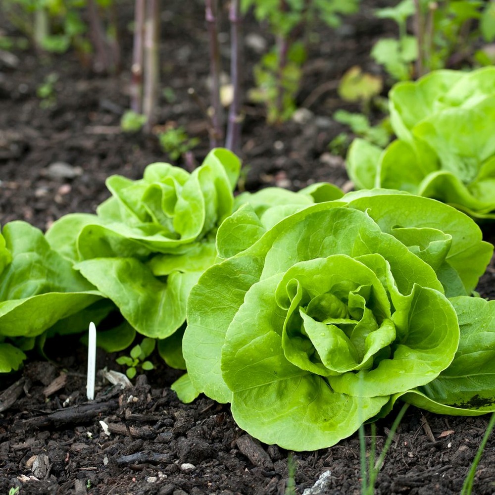 Laitue de printemps 'reine de mai' de pleine terre le sachet de 2500 graines environ (3g)