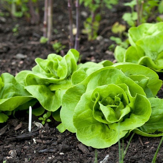 Laitue de printemps 'reine de mai' de pleine terre le sachet de 2500 graines environ (3g)