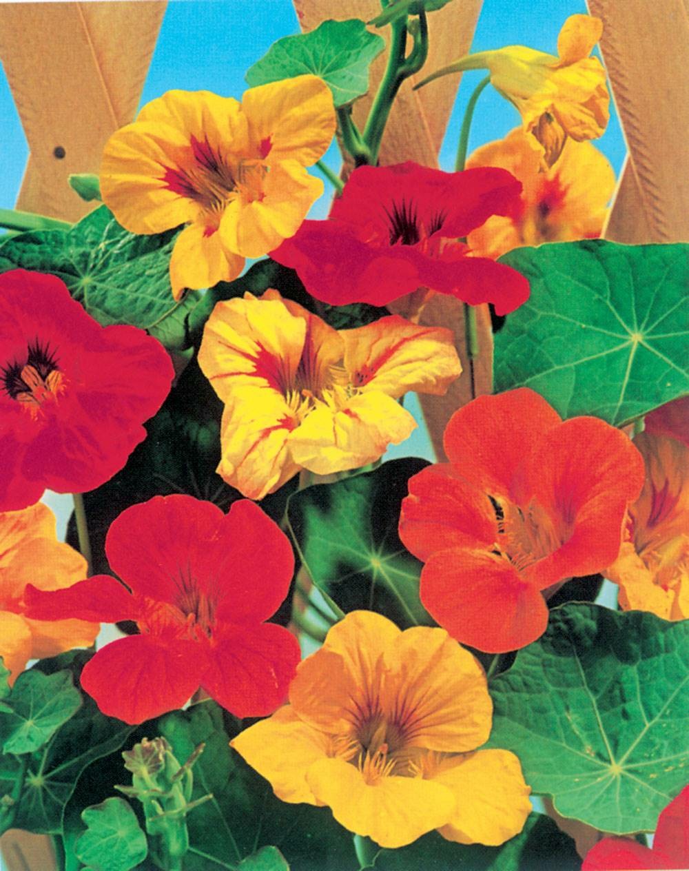 Capucine grimpante - 5 g