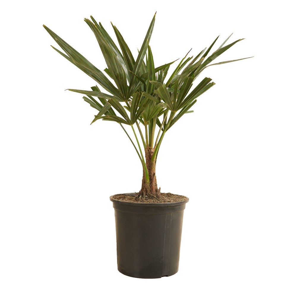 Trachycarpus fortunei - palmier chanvre - palmier rustique - plantes de jardin - 50-70 cm de haut