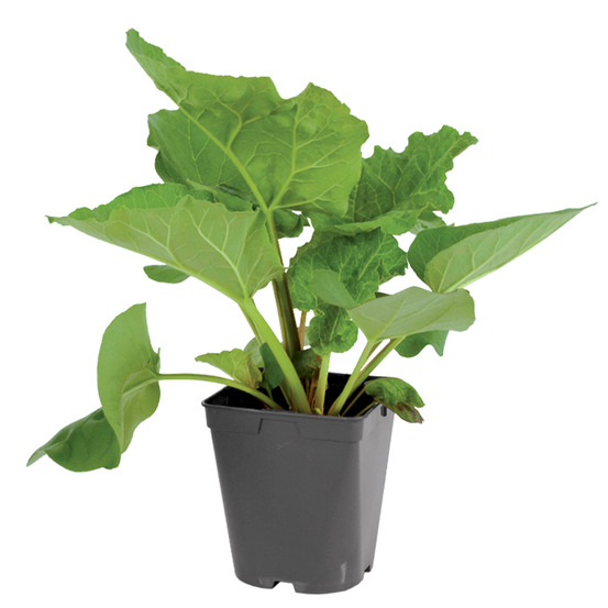 Plant de rhubarbe pot de 1l