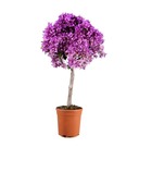 Bougainvillier mini thai rose-violet h-80/110 cm