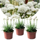 Armeria maritima deep white - set de 3 - plante exterieur naturelle beaucoup de fleurs blanc - pot 12cm - hauteur 20-30cm