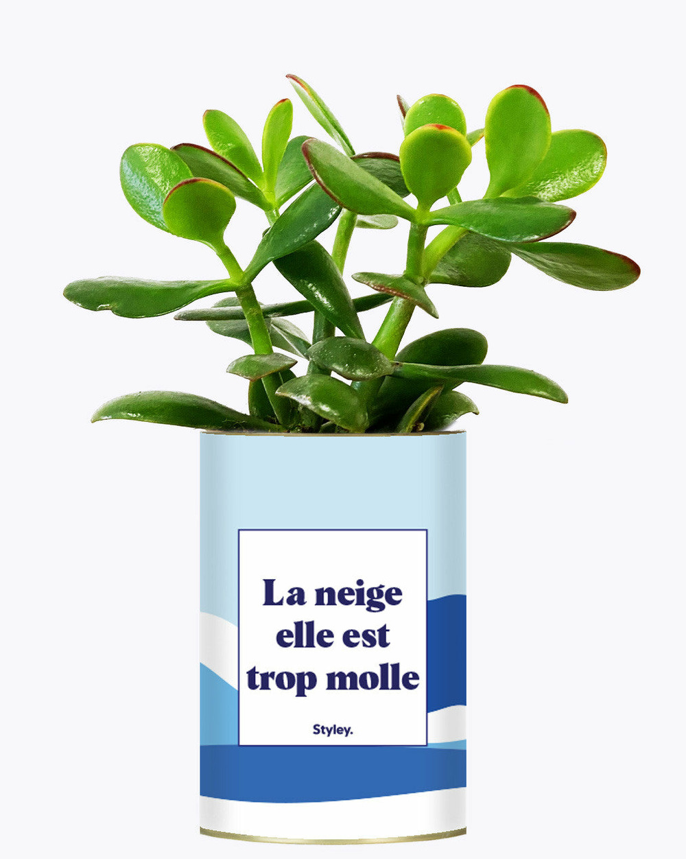 Plante à message - la neige est trop molle - cactus
