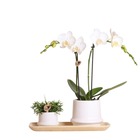 Kolibri company - set de plantes ring blanc - set avec orchidée phalaenopsis blanche amabilis 9cm