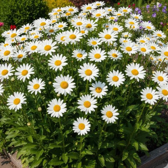 Marguerite d'été brightside lot de 5 godets