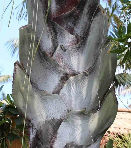 Dypsis decaryi (palmier trièdre) spécimen pot de 80l - 150/175cm