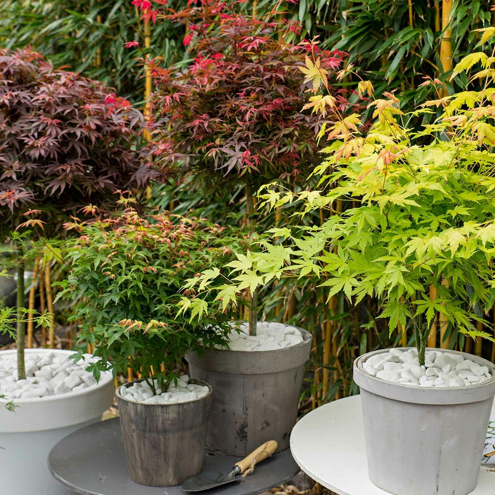 Collection de 4 érables du japon colorful leaves, les 4 pots / ø 11cm / hauteur livrée 20-25cm