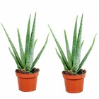 Set de 2 aloë vera - plante d'intérieur - succulents - pot 10,5cm - hauteur 25-40cm
