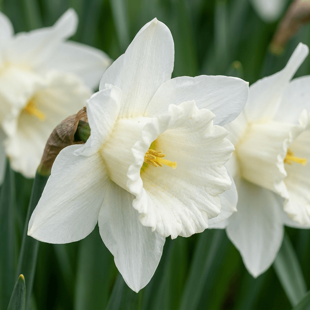 Narcisse 'mount hood' (narcissus) - floraison printanière - calibre 10/12 - 60 bulbes