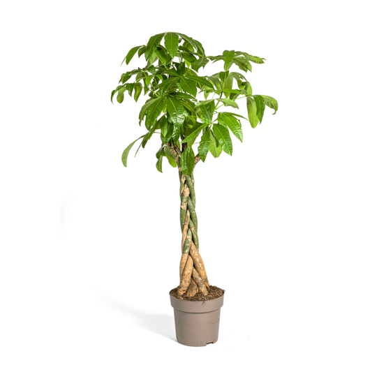 Pachira aquatica ø30cm - ↕160 - 180cm - plantes d'intérieur