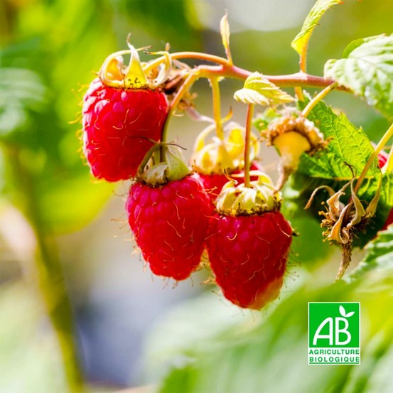 Framboisier 'malling promise' bio (rubus idaeus 'malling promise')