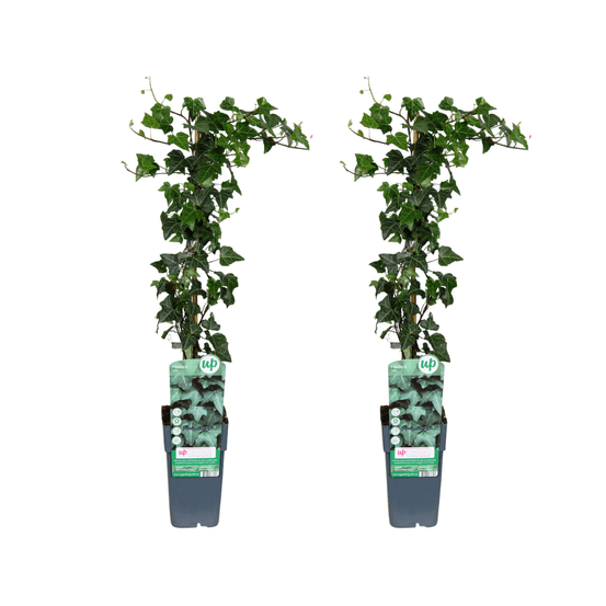 Lot de 2 - hedera helix - h65 cm