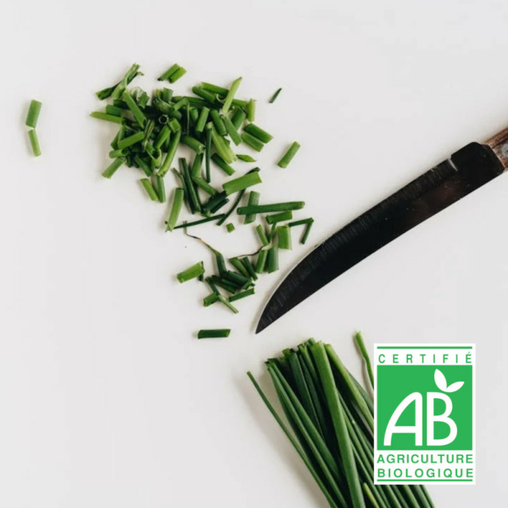 Graines de ciboulette très fine danoise - sans traitement - vilmorin sachet