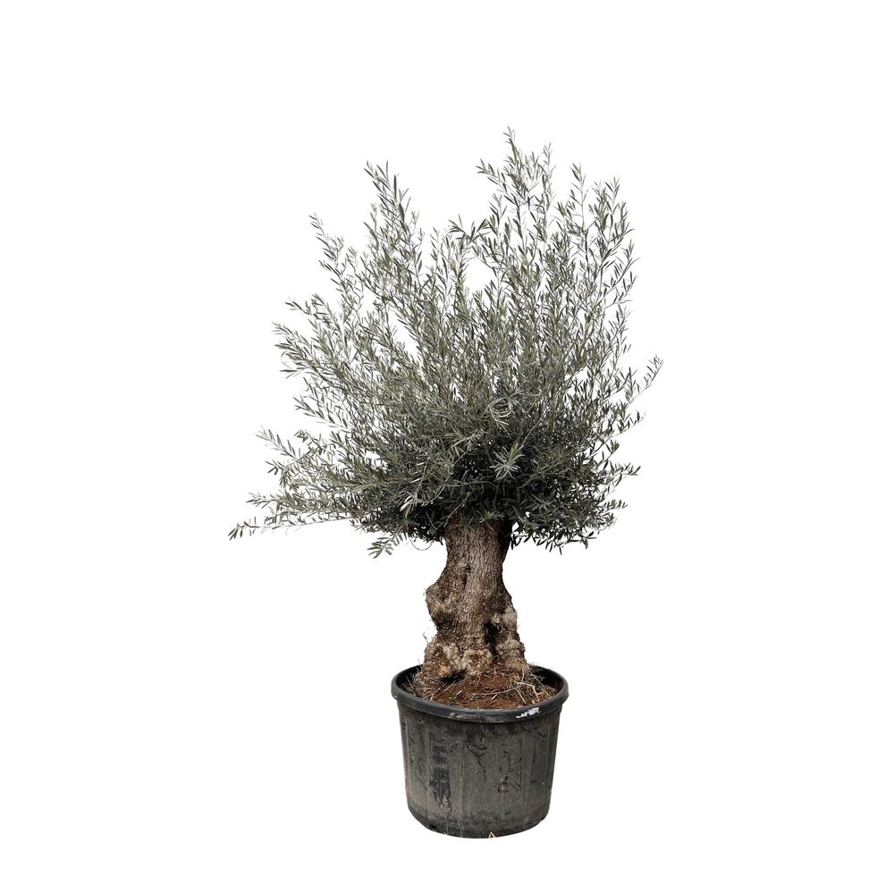 Olea europaea bonsai - 270cm- ø80 - h270 cm - ø80 cm - plante d'extérieur