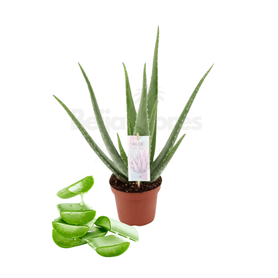 Aloe vera plante succulente en pot ø 14 cm feuilles vertes charnues entretien facile