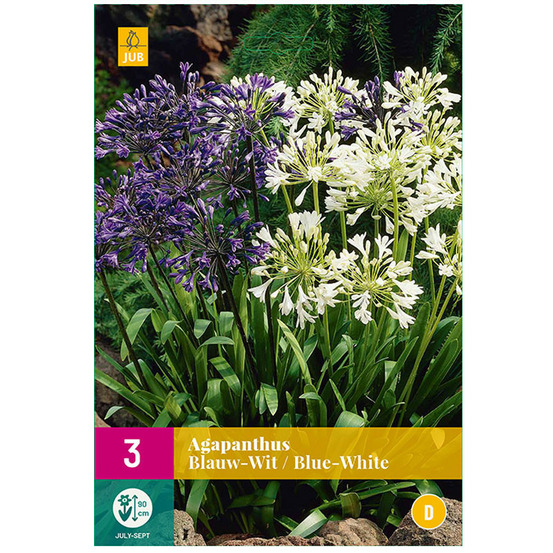 3 agapanthus bleu/blanc