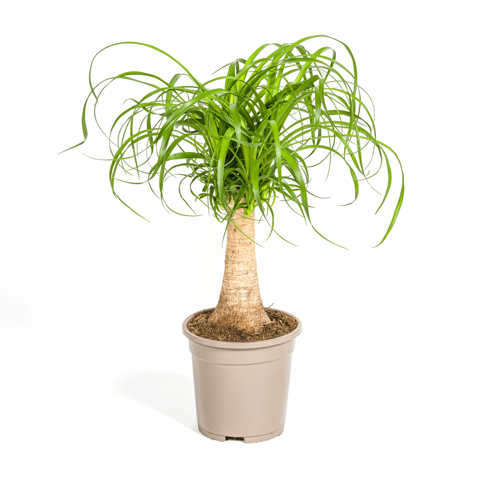 Beaucarnea recurvata tige ø17cm - ↕40 - 60cm - plantes d'intérieur