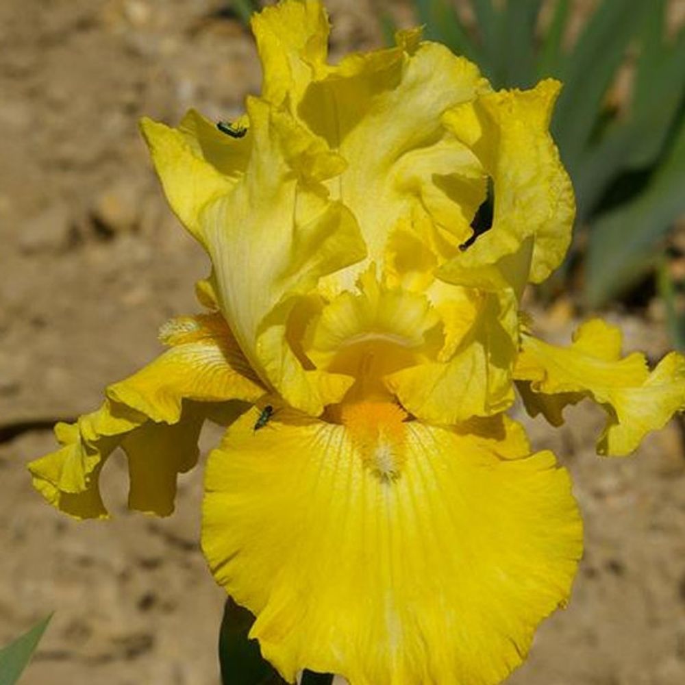 Iris des jardins 'golden immortal' rhizome, calibre 10/15, qualité extra
