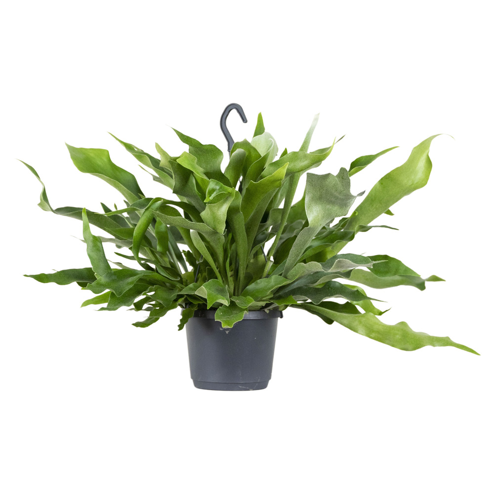 Platycerium bifurcatum - corne d’élan - plantes d’intérieur - 30-40 cm de haut - pot suspendu 17 cm