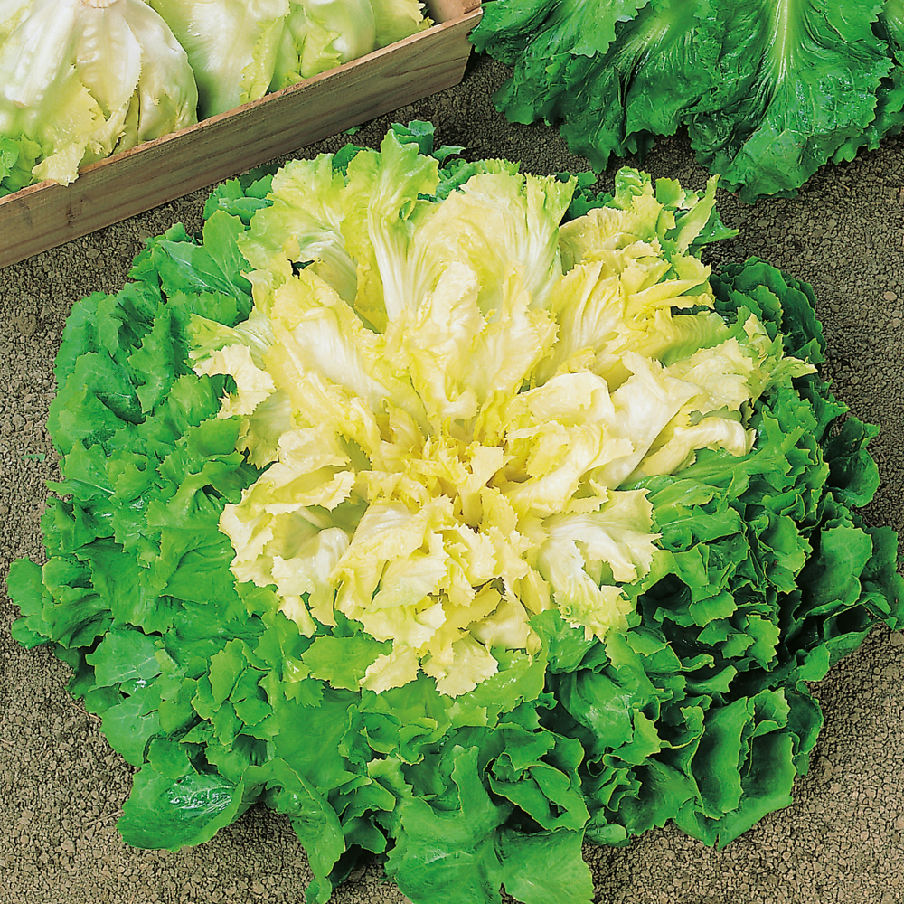 Chicoree scarole geante maraichere celeste - 2 g