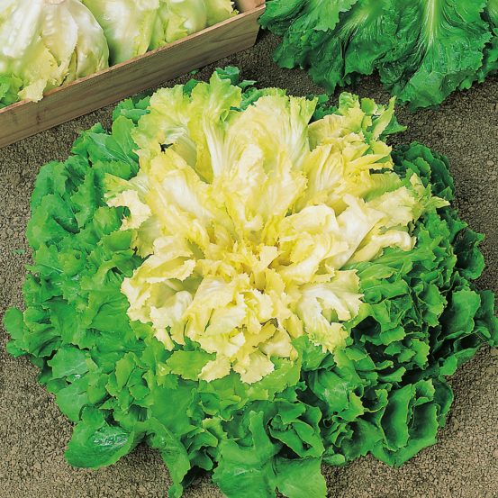 Chicoree scarole geante maraichere celeste - 2 g