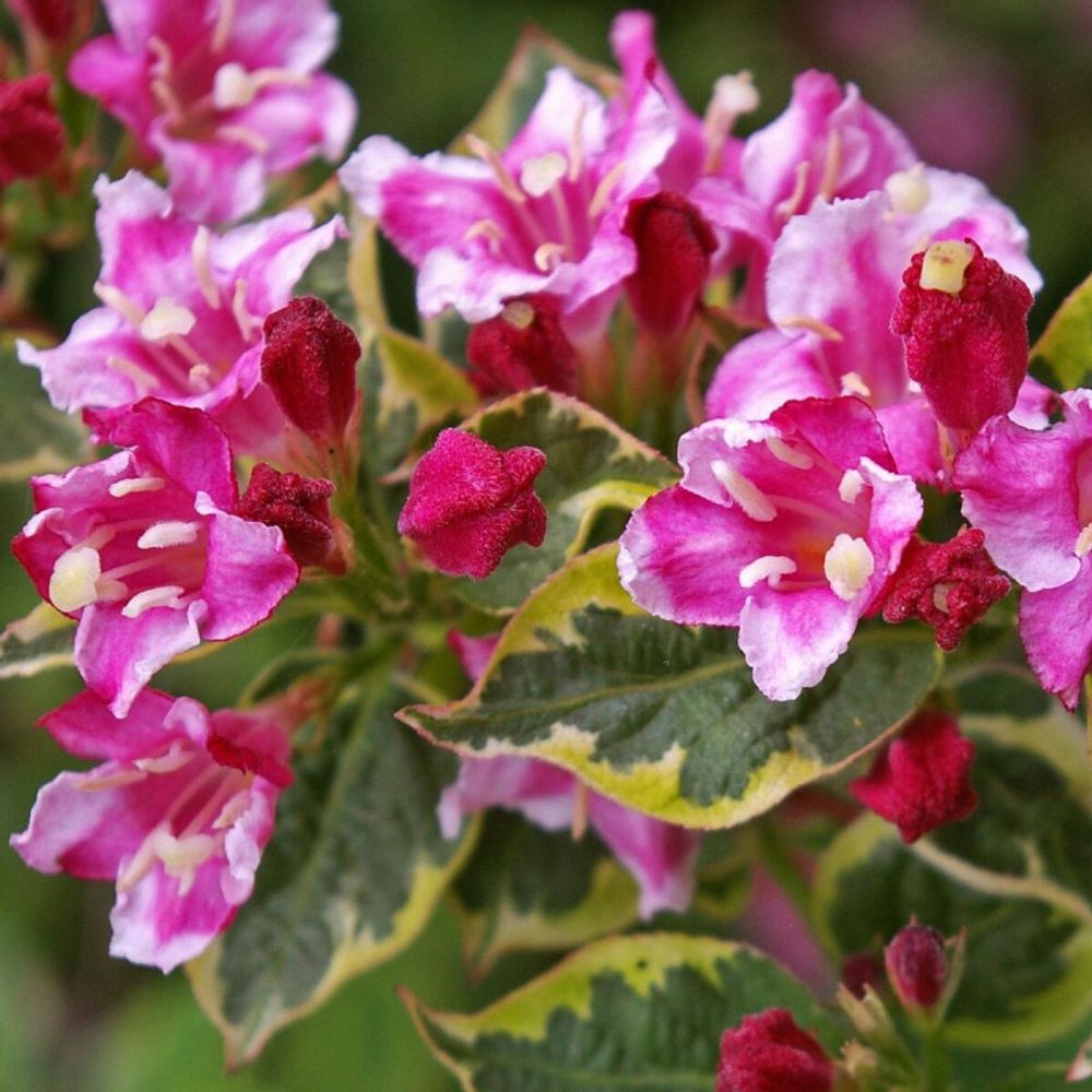Weigela brigela, weigelia pot de 3l - 20/40 cm