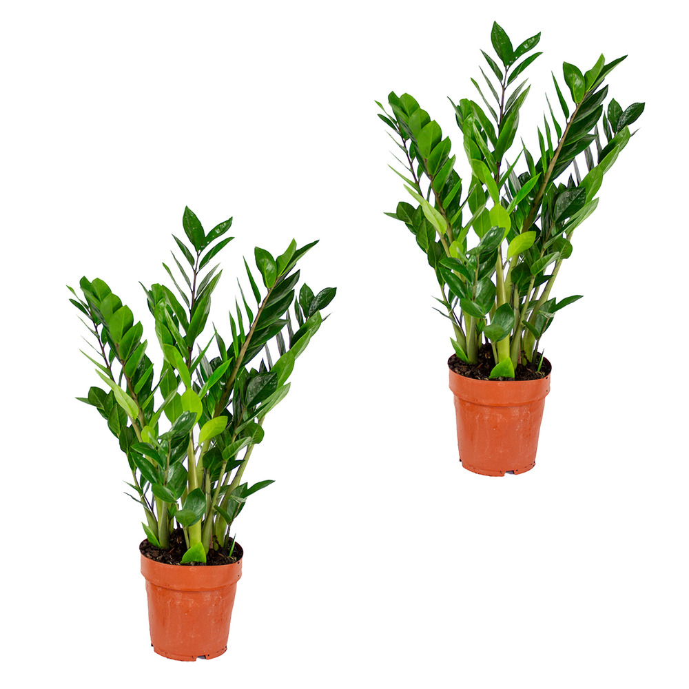 Lot de 2 - zamioculcas zamiifolia - plante zz - plante d’intérieur - hauteur 50-60 cm - pot 17 cm