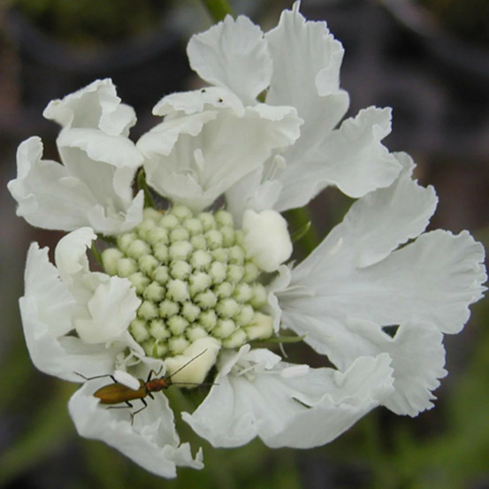 Scabieuse du caucase blanche godet - 5/20 cm