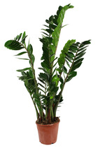 Plante verte - zamioculcas pot 17 cm