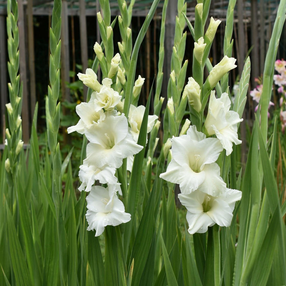 25 glaïeuls white prosperity - le sachet de 25 bulbes / circonférence 12-14cm, vendu par lot de 4