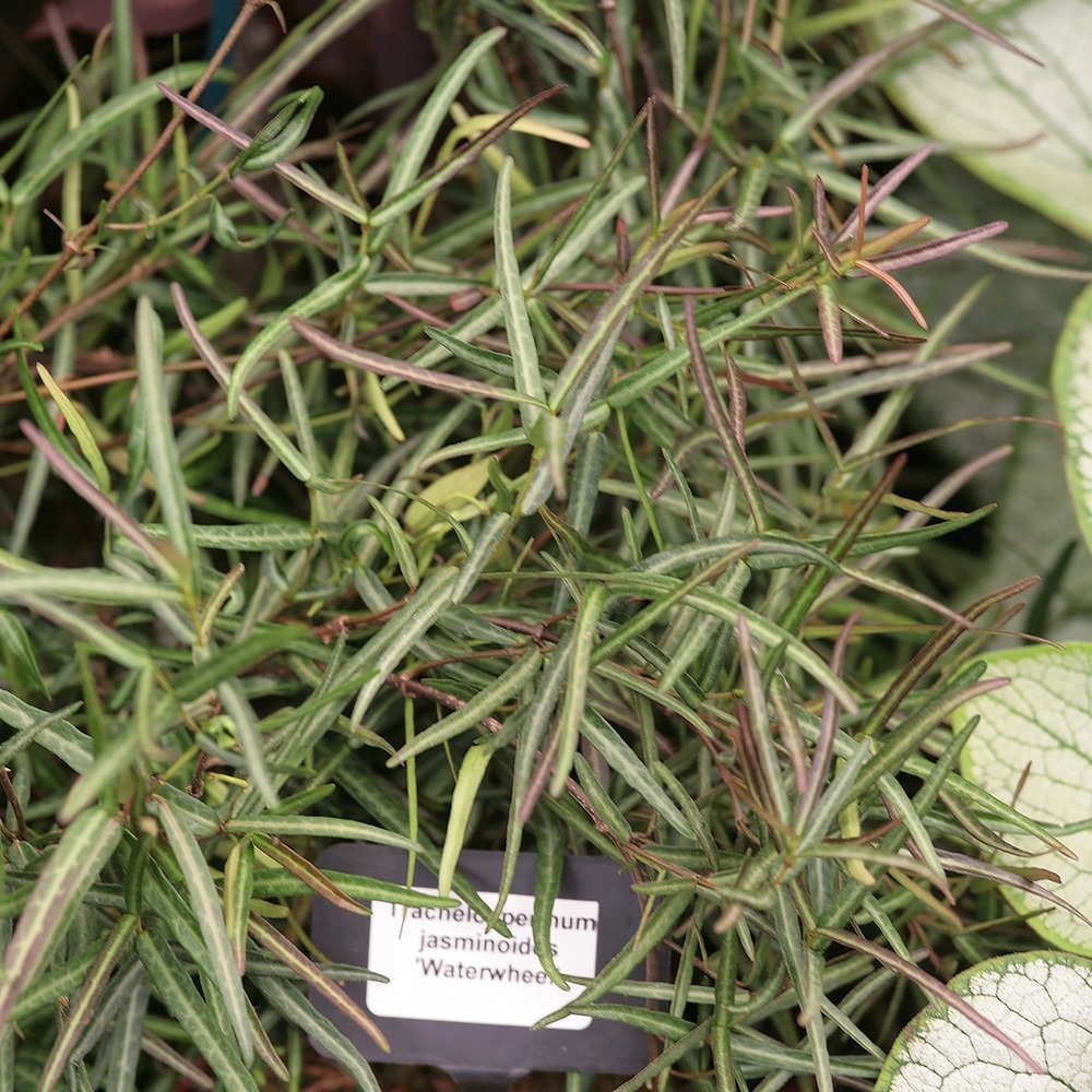 Jasmin étoilé 'waterwheel' pot de 3l/4l